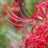 曼珠沙華