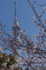 桜越しに