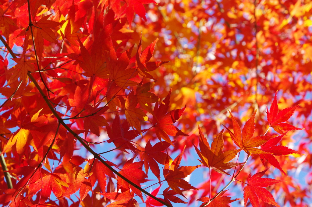 燃える紅葉