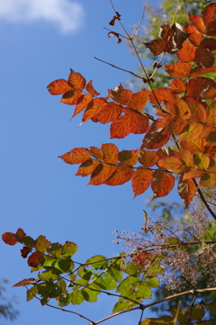 強羅公園にて