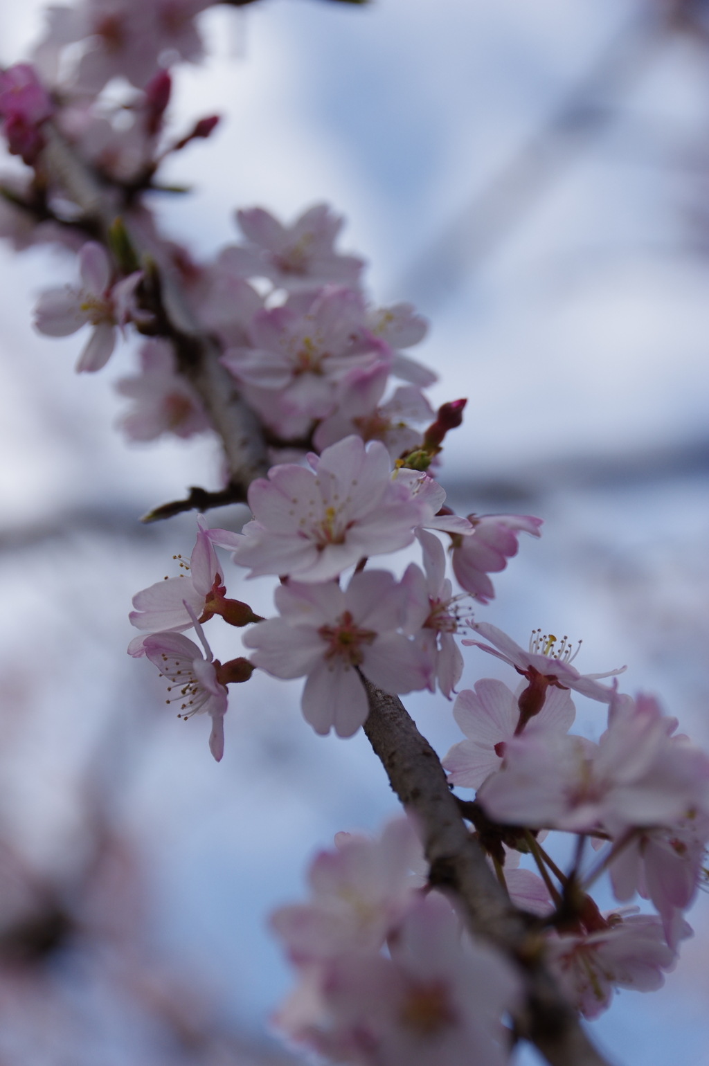 上野の枝垂れ桜