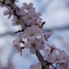 上野の枝垂れ桜