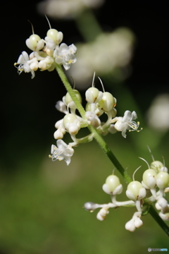 真っ白な花