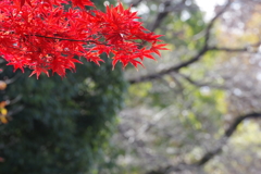 相模原公園の紅葉3