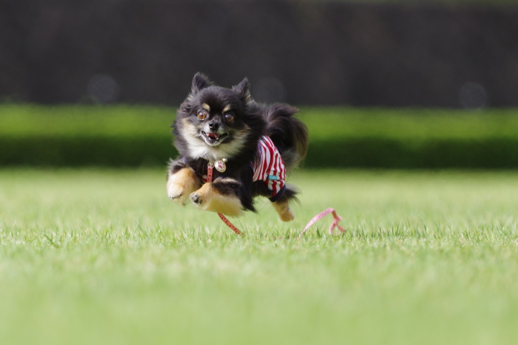 飛行犬