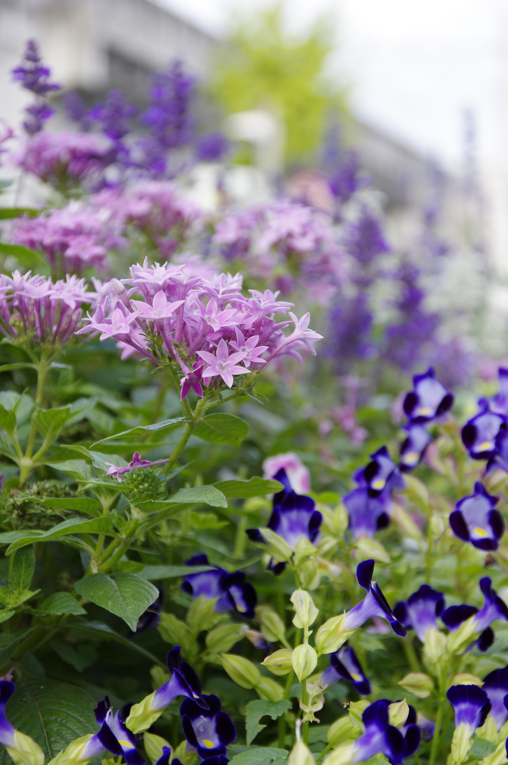 綺麗な花壇