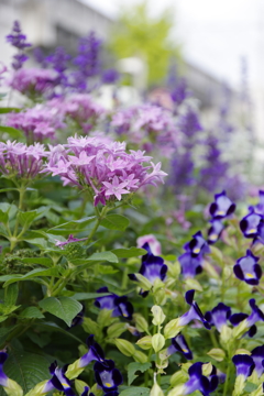 綺麗な花壇