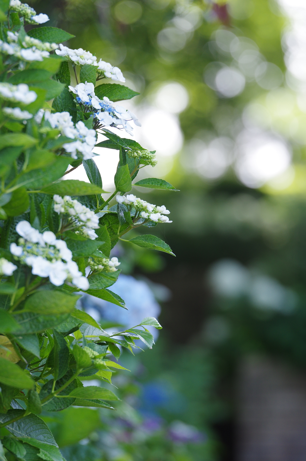 紫陽花2018-3