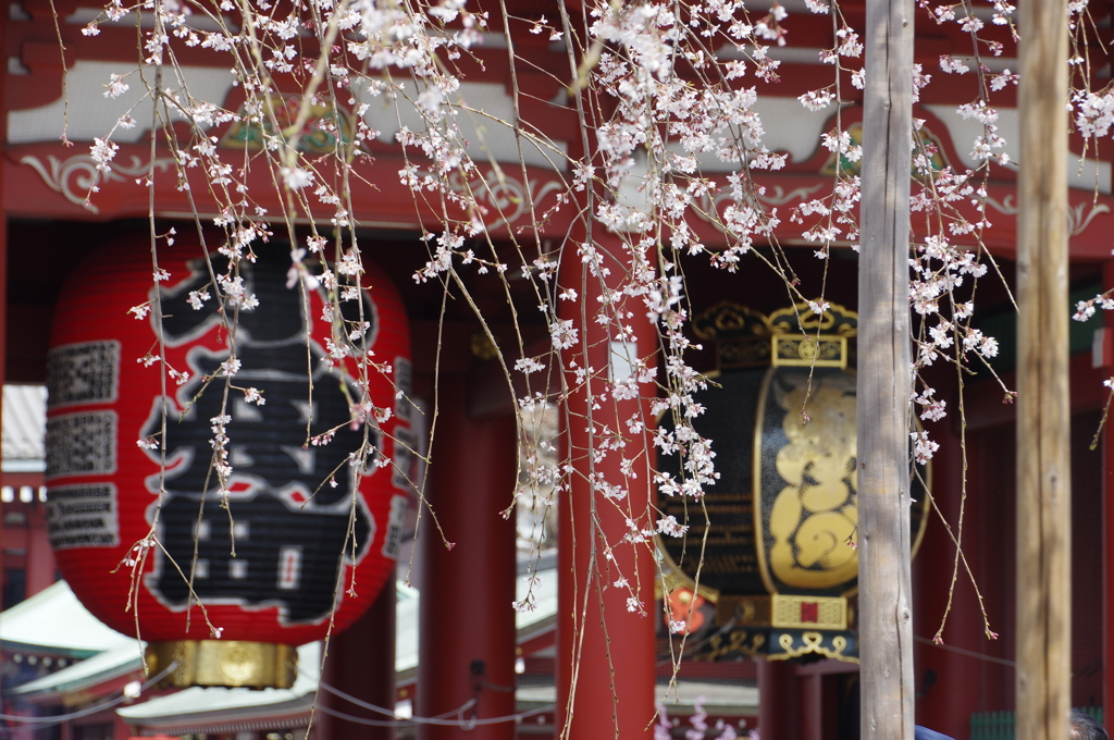 浅草の枝垂れ桜