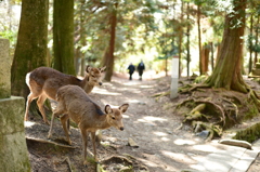 通りすぎた人と鹿