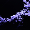 夜桜