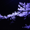 夜桜