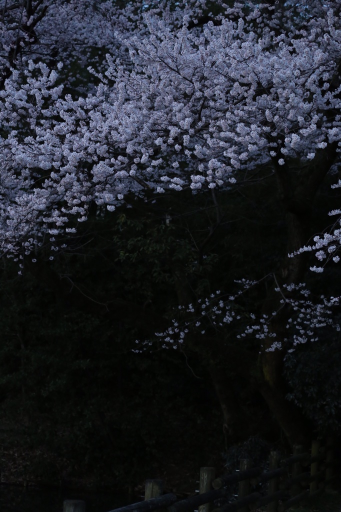 近所の桜咲いた
