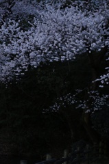 近所の桜咲いた