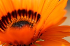 庭にあったやつ1