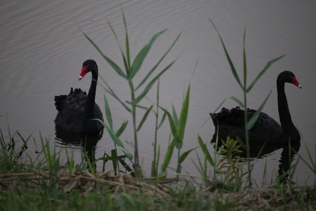 夕暮れの黒鳥