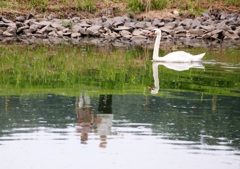 白鳥の湖