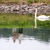 白鳥の湖