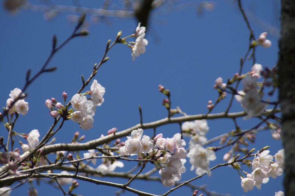 桜前線北上中