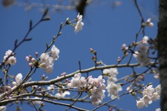 桜前線北上中
