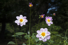 神代植物公園　ダリア