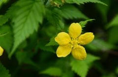 春の花