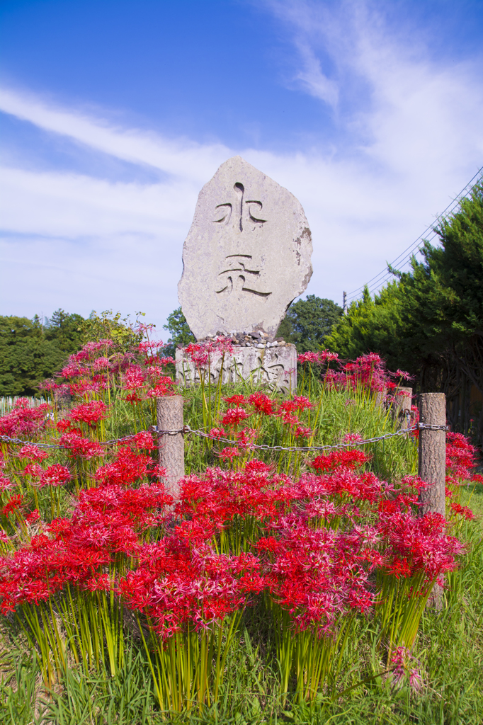 巾着田　曼珠沙華