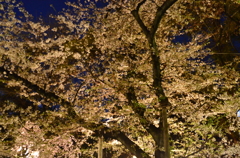 靖国神社　夜桜