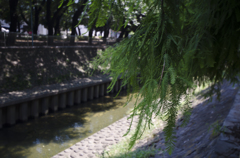 涼し気な木と川