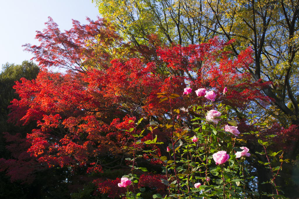 旧古河庭園　秋薔薇と紅葉