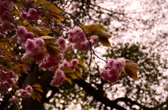 春の花