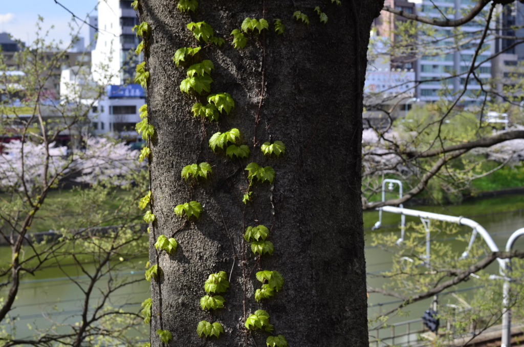 四ツ谷から靖国散歩