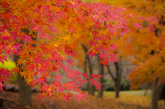 長沼公園　紅葉