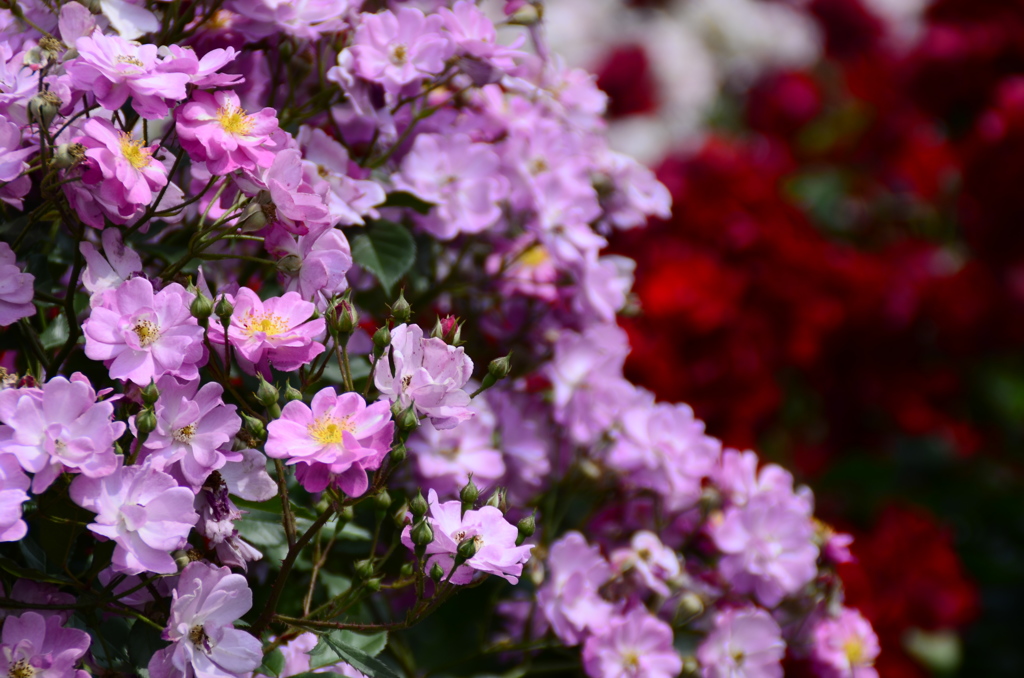 新宿御苑にて　薔薇