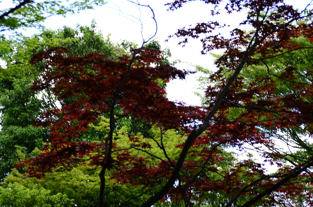 赤と緑のコラボ