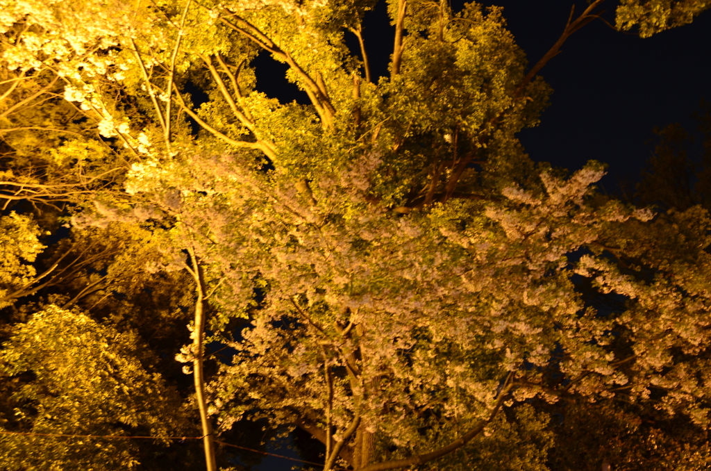 靖国神社　夜桜