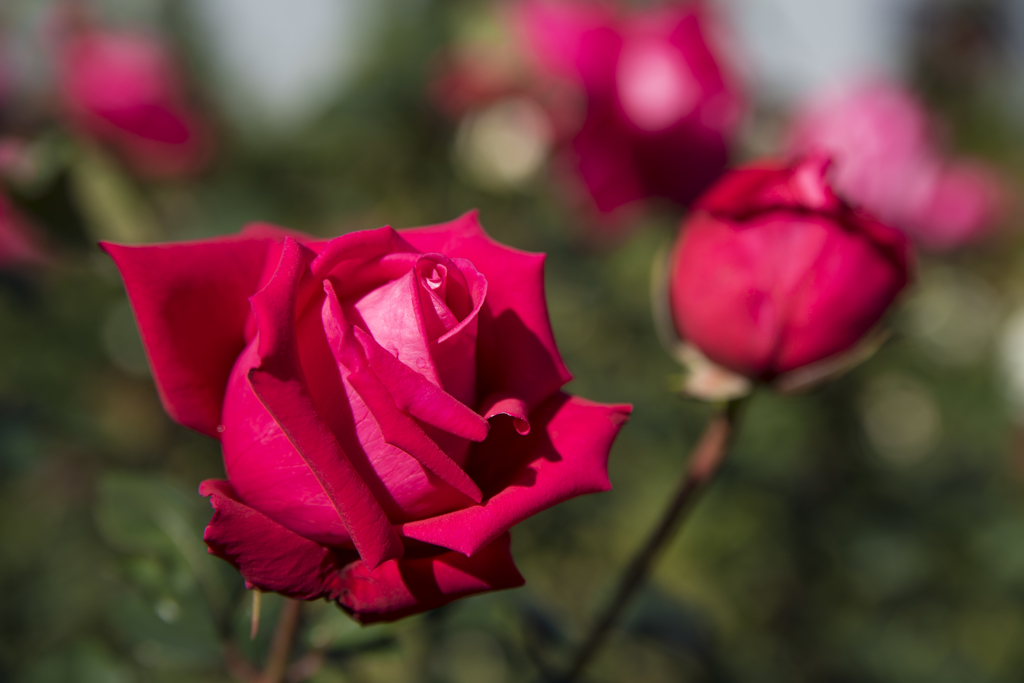 神代植物公園　秋薔薇