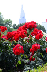 新宿御苑にて　薔薇とドコモタワー
