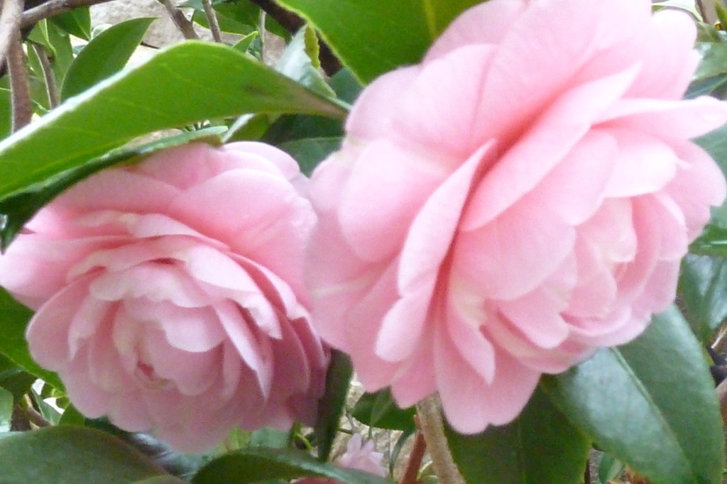 P1000194_3