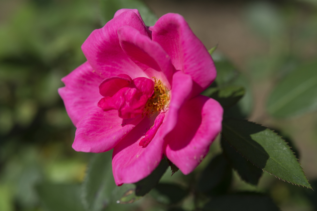 神代植物公園　薔薇