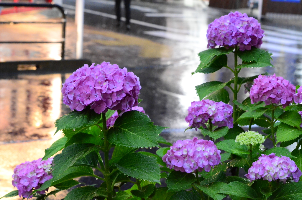 雨の中で