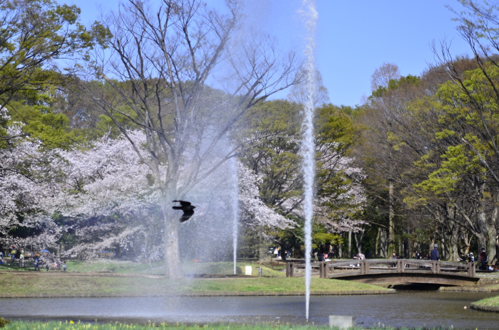 ２０１４．４．４　代々木公園