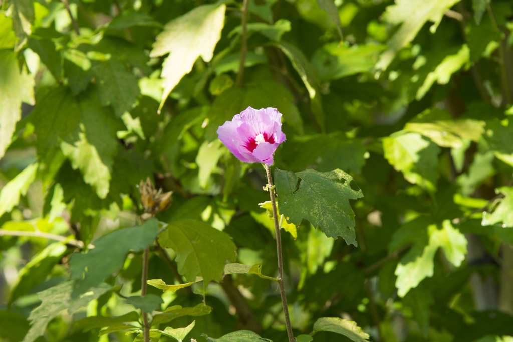 神代植物公園