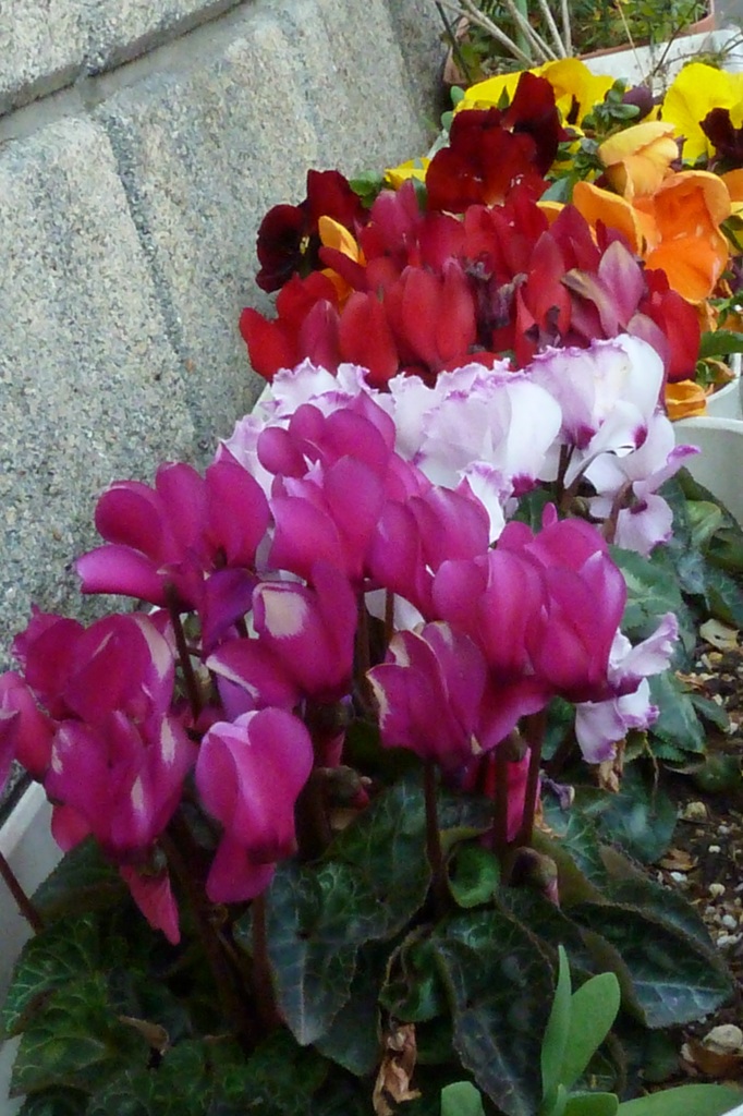 P1000132