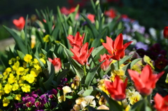 ２０１４．４．４　代々木公園