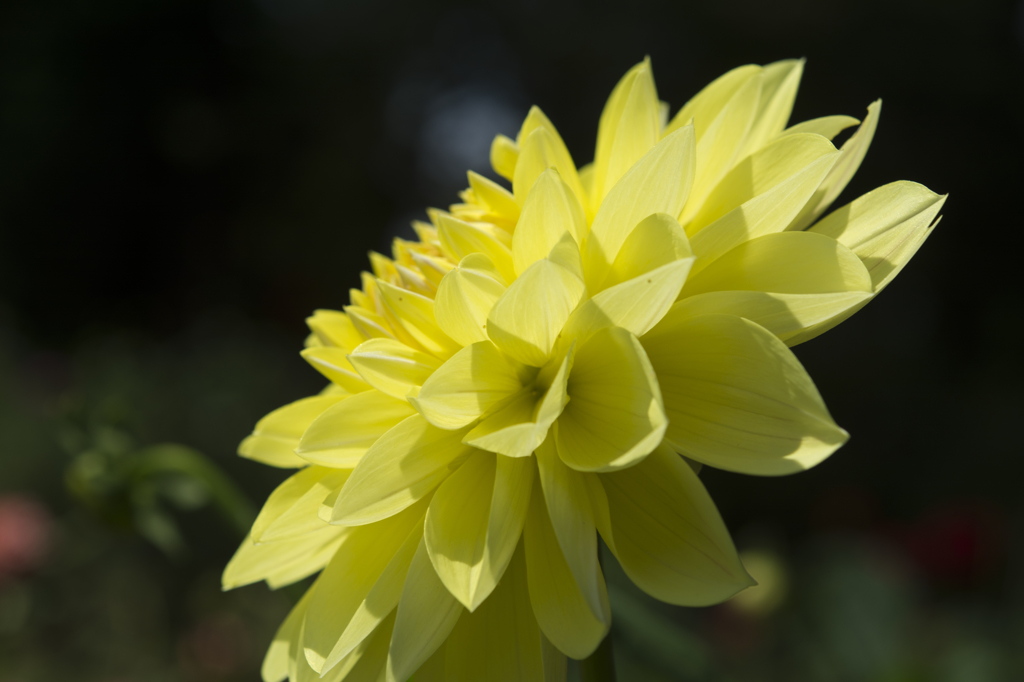 神代植物公園　ダリア