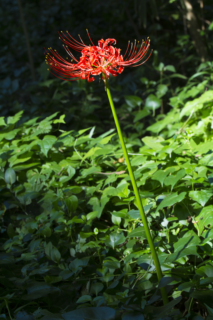 神代植物公園　彼岸花