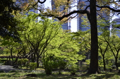 日比谷公園２０１４・４・１１