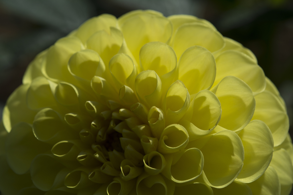 神代植物公園　ダリア