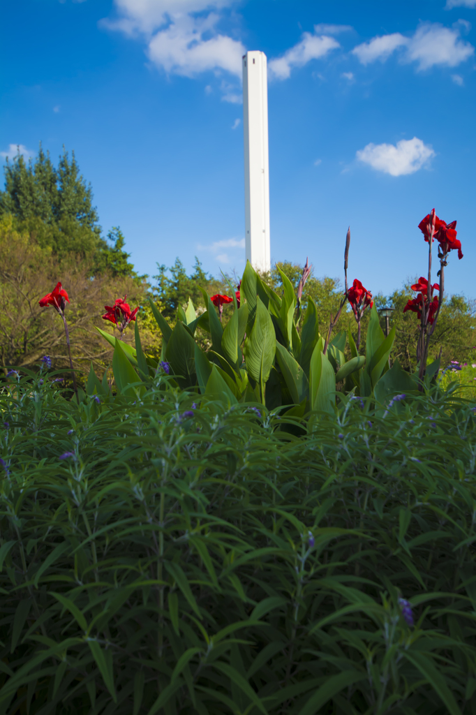 芦花公園